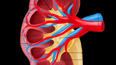 Illustration of the inside of a human kidney